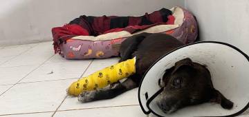 Cachorro cego é atropelado: responsável pelo resgate do pet pede ajuda para custear cirurgia