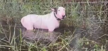 Polícia resgata cachorro abandonado e amarrado antes da chegada do furacão Milton na Flórida