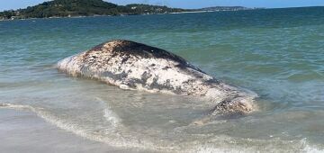 Baleia é encontrada morta, em estado de decomposição, no Pontal da Ilha de Itamaracá