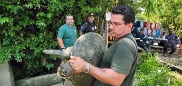 Tartarugas e cágado que viviam no Parque 13 de maio e outros animais são repatriados para a Amazônia