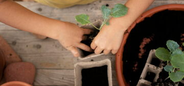 Bairro do Recife tem distribuição gratuita de mudas de plantas nesta terça-feira (19)