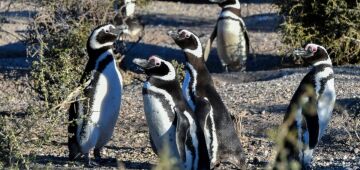 Pecuarista é condenado a 3 anos de prisão por matança de pinguins na Argentina