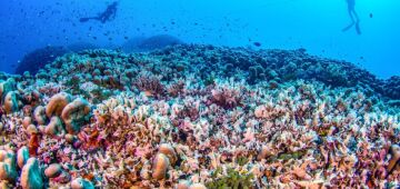 Cientistas descobrem maior coral do mundo perto das Ilhas Salomão