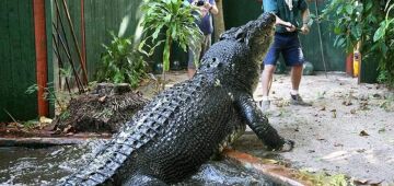 Na Austrália, morre o maior crocodilo em cativeiro do mundo