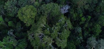 Lei federal cria um novo mercado, o de crédito de carbono