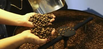 Conab estima produção de 51,8 milhões de sacas de café este ano