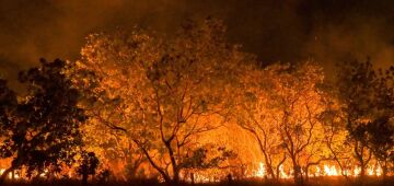 Amazônia tem diversidade empobrecida por incêndios florestais