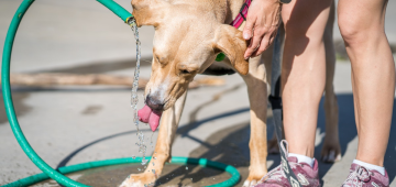 Dicas importantes e erros comuns: como evitar insolação em animais de estimação