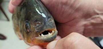 Ataques de piranhas deixam seis pessoas feridas no interior de SP
