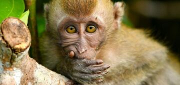 Tarifas dos EUA atingem alvo improvável: macacos usados em pesquisas sobre a Covid