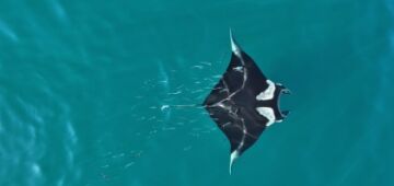 Raia-manta é filmada em nado ao lado de um cardume de outros peixes em São Paulo