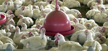 China suspende habilitação de 51 frigoríficos de frango brasileiros após caso de gripe aviária
