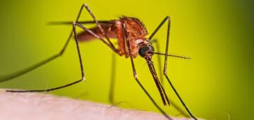 OMS faz alerta sobre aumento do número de mortes e casos de malária