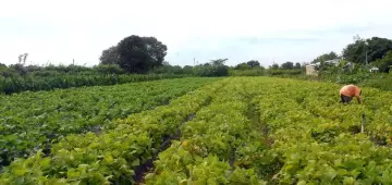 Câmara aprova política que estimula permanência de jovens no campo