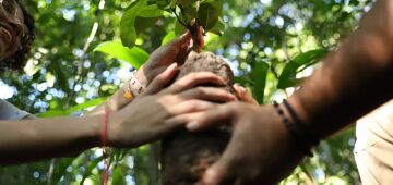 Semana da Árvore: prefeitura do Recife e CMNE plantam mudas na Zona Norte da cidade