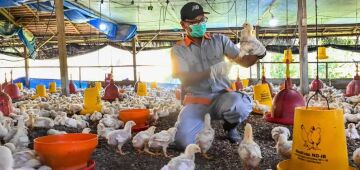 RS declara estado de emergência em saúde animal para gripe aviária e inicia vistorias
