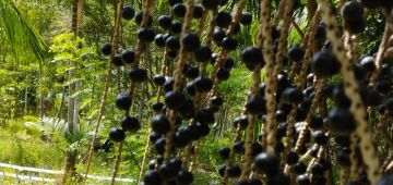Açaí de Pernambuco estreia com suco nos EUA