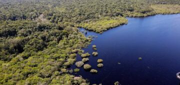 COP 30. A delicadeza da floresta
