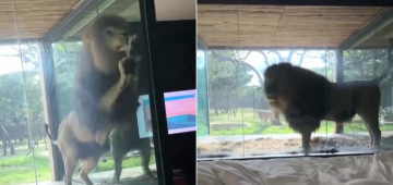Leão surpreende turista ao se aproximar da janela em resort na África do Sul