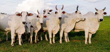 Plano de monitoramento de pastagens para reduzir emissões é lançado na América do Sul