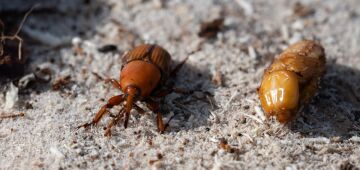 "Bicudo-vermelho" destrói palmeiras e alarma Brasil e Argentina