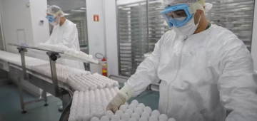 Vacina contra dengue: como funciona o imunizante produzido pelo Butantan