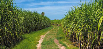 Sindaçúcar-AL: futuro limpo começa na cana