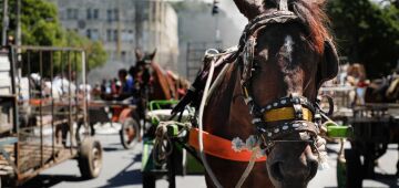 Nova rodada de cadastramento de carroceiros começa nesta terça (18), no Recife; veja calendário