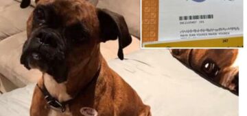 Mulher nos EUA é acusada de registrar sua cadela para votar