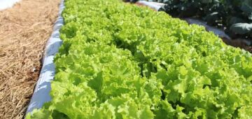 Crise climática ameaça cultivo de alface em campo aberto, diz Embrapa