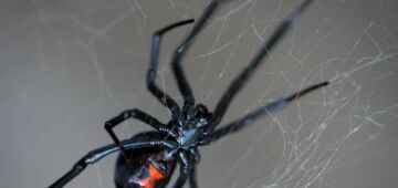 Mulher injeta aranha esmagada em si mesma para se entorpecer; entenda o caso