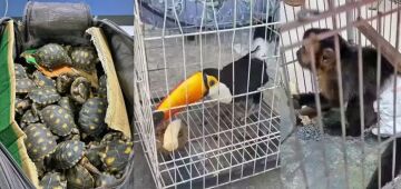 Tucanos, tartarugas e macacos resgatados em megaoperação contra tráfico de animais