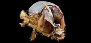 "Arretado": espécie inédita de besouro é descoberta na Caatinga nordestina