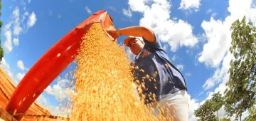 Brasil deve ter nova safra recorde de grãos em 2025/26, diz Conab