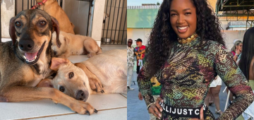 Iza, Beyoncé e Shakira: nomes de cantoras dominam batismo de pets no Brasil