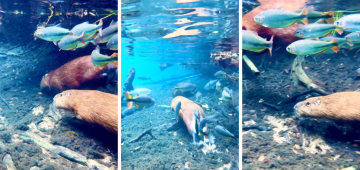 Capivaras nadam entre peixes no MS, e imagens chamam atenção; assista ao vídeo