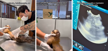 Fêmea de macaco-prego fica paraplégica após levar um tiro no Rio de Janeiro