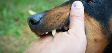 Raiva: vírus pode parecer controlado, mas não deve ser subestimado