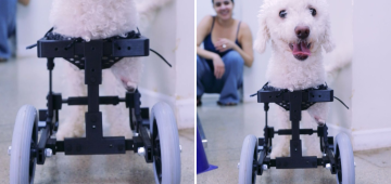 Protótipo de cadeira de rodas devolve movimento a cão sem patas dianteiras