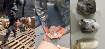 Cão farejador encontra drogas escondidas em galinha congelada e extrato de tomate em Noronha