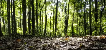 Fundo para florestas tropicais atinge aporte de US$ 5,5 bilhões