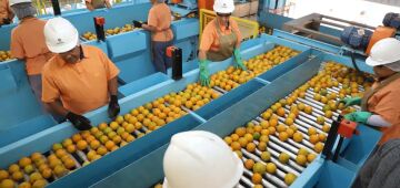 Exportação de produtos atingidos por tarifaço cai 22% em agosto