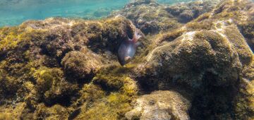 Onda de calor dizimou até pouco mais da metade de corais em Pernambuco, mostra estudo