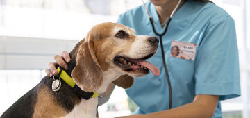 Faculdade promove evento gratuito em alusão ao Dia do Médico Veterinário nesta quarta-feira (10)