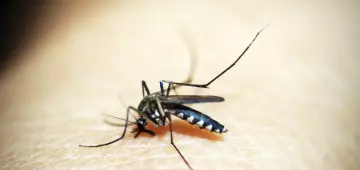 Casos de dengue e chikungunya custaram R$ 1,2 bi ao sistema de saúde