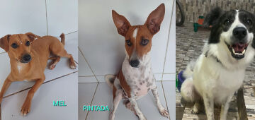 Shopping em Olinda promove evento de adoção de cães e gatos neste sábado (6)