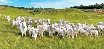 Pontes Pecuária comemora 50 anos