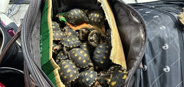 Polícia Civil do Rio faz maior operação do país no combate ao tráfico de animais silvestres