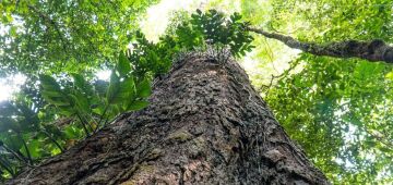 Mudança climática: gigantes da Amazônia podem ajudar cientistas