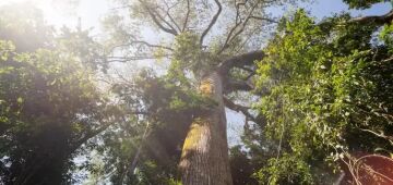 Programa Restaura Amazônia aprova 17 projetos em assentamentos